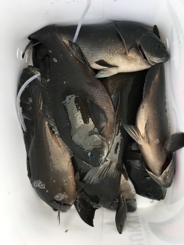 鵜来島家本渡船 釣果