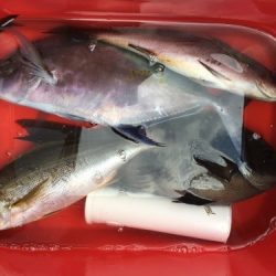 鵜来島家本渡船 釣果