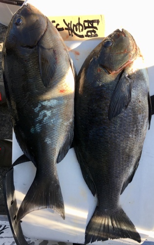 鵜来島家本渡船 釣果