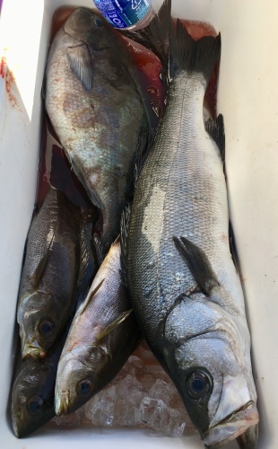 鵜来島家本渡船 釣果