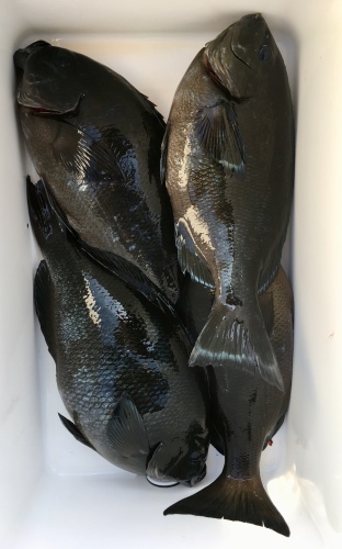 鵜来島家本渡船 釣果