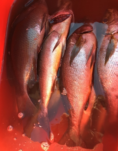 鵜来島家本渡船 釣果