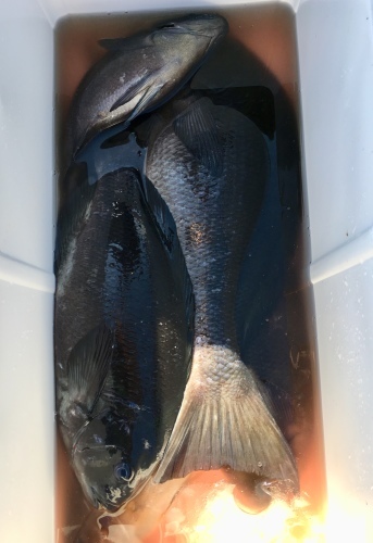 鵜来島家本渡船 釣果