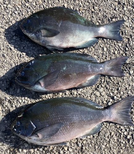 鵜来島家本渡船 釣果
