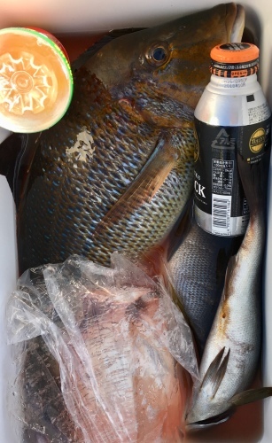 鵜来島家本渡船 釣果