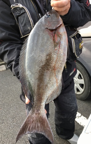 鵜来島家本渡船 釣果
