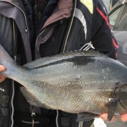 鵜来島家本渡船 釣果