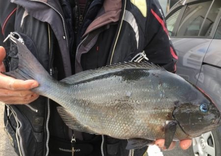 鵜来島家本渡船 釣果