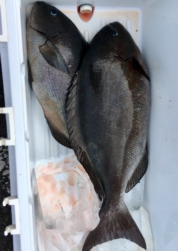 鵜来島家本渡船 釣果