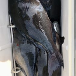 鵜来島家本渡船 釣果