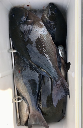 鵜来島家本渡船 釣果