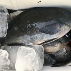 鵜来島家本渡船 釣果