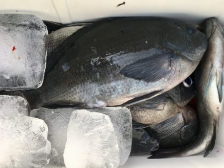 鵜来島家本渡船 釣果