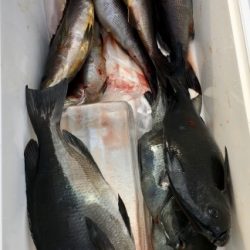 鵜来島家本渡船 釣果