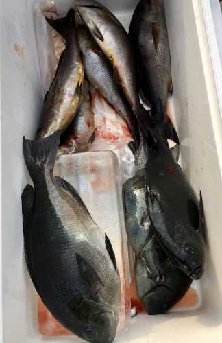 鵜来島家本渡船 釣果