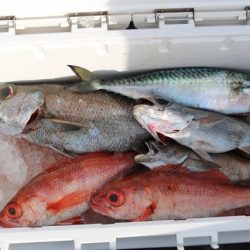 へいみつ丸 釣果