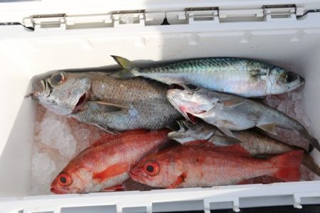 へいみつ丸 釣果