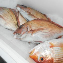 こうゆう丸 釣果