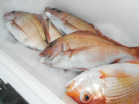 こうゆう丸 釣果