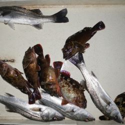 TOPGUN名古屋 釣果