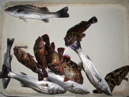 TOPGUN名古屋 釣果