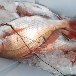 こうゆう丸 釣果