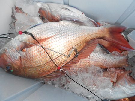 こうゆう丸 釣果