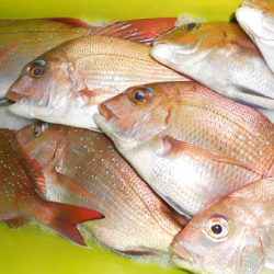 こうゆう丸 釣果