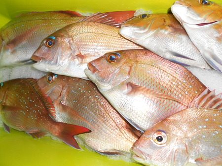 こうゆう丸 釣果