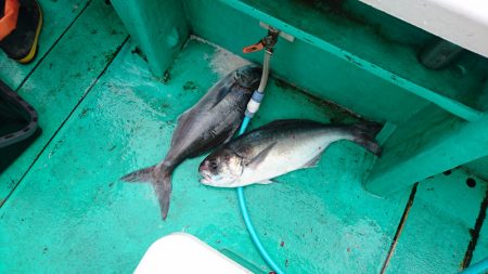 第三むつりょう丸 釣果