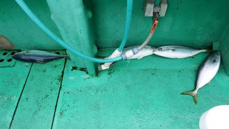 第三むつりょう丸 釣果