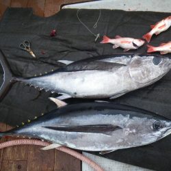 小海途 釣果