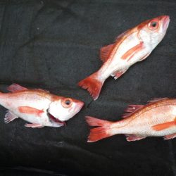 小海途 釣果
