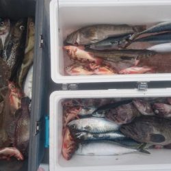 気仙沼 つり丸 釣果