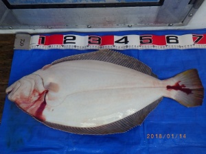 石川丸 釣果