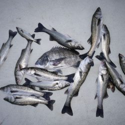 TOPGUN名古屋 釣果