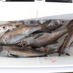 へいみつ丸 釣果