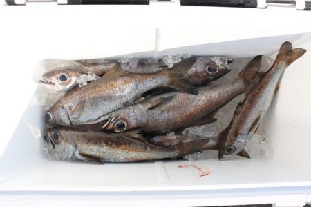 へいみつ丸 釣果