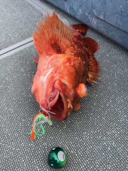 へいみつ丸 釣果