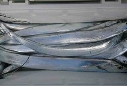 久里浜黒川本家 釣果