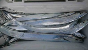 久里浜黒川本家 釣果