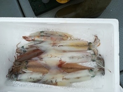 IDATEN(イダテン) 釣果