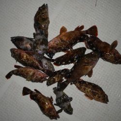 TOPGUN名古屋 釣果