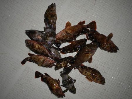 TOPGUN名古屋 釣果