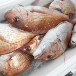 こうゆう丸 釣果