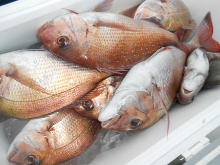 こうゆう丸 釣果