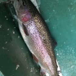 フィッシング サンクチュアリ 釣果