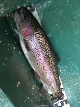 フィッシング サンクチュアリ 釣果