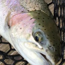 フィッシング サンクチュアリ 釣果