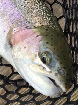 フィッシング サンクチュアリ 釣果